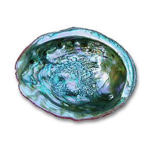 Schillernde Abalone-Muschel