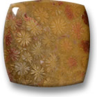 Fossiler Korallen-Cabochon
