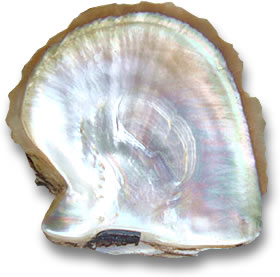 Perlmutt in einer Muschel