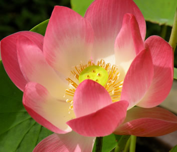 Lotosblume