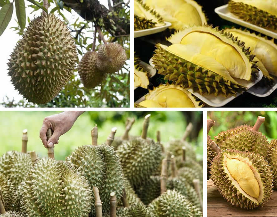 Durian – stinkende Frucht