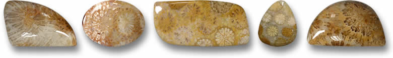 Fossile Korallen-Edelsteine