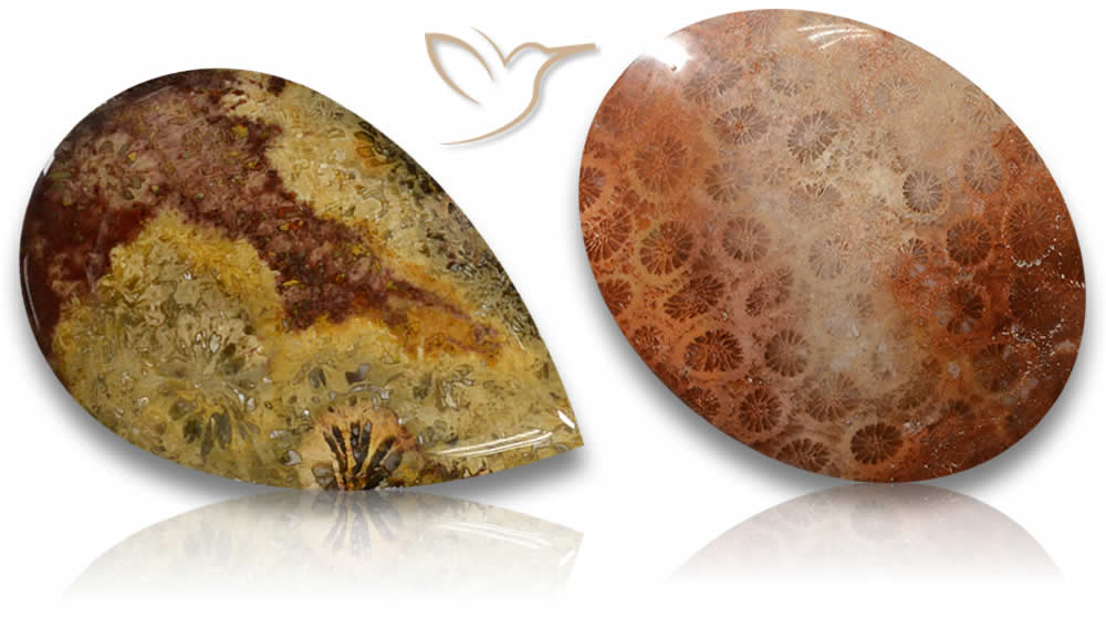 Fossile Korallen-Edelsteine