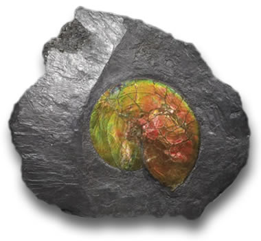 Ammonitenfossil