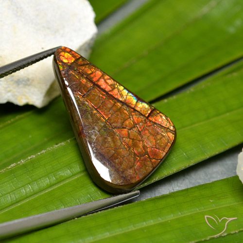 15.23ct Natürlicher Mehrfarbig Ammolith, Fantasie, Lichtundurchlässig