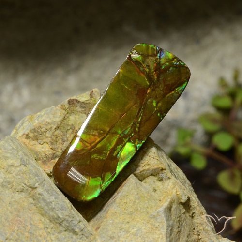 17.42ct Natürlicher Mehrfarbig Ammolith, Fantasie, Lichtundurchlässig