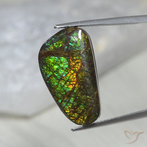 11.60ct Natürlicher Mehrfarbig Ammolith, Fantasie, Lichtundurchlässig