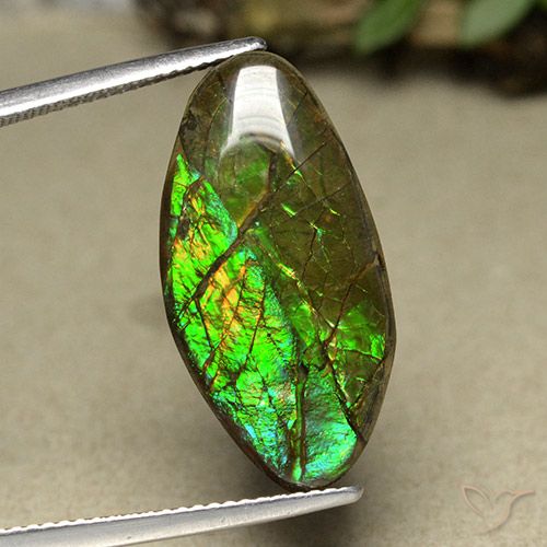 12.62ct Natürlicher Mehrfarbig Ammolith, Fantasie, Lichtundurchlässig