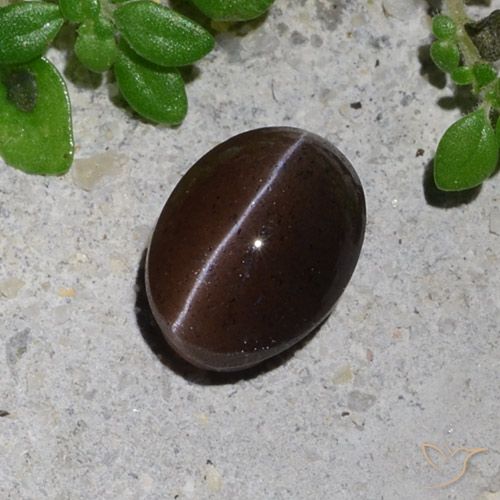 1.23ct Natürlicher Schokoladenbraun Skapolith Katzenauge, Oval, Lichtdurchlässig