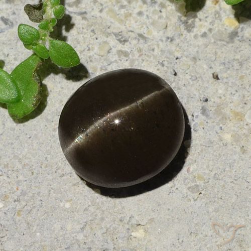 2.64ct Natürlicher Schwarzbraun Skapolith Katzenauge, Oval, Lichtdurchlässig