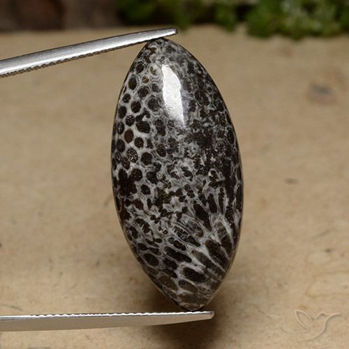 20.70ct Natürlicher Mehrfarbig Koralle, Marquise, Lichtundurchlässig