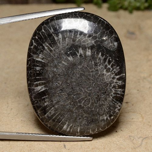 39.77ct Natürlicher Mehrfarbig Koralle, Kissen, Lichtundurchlässig