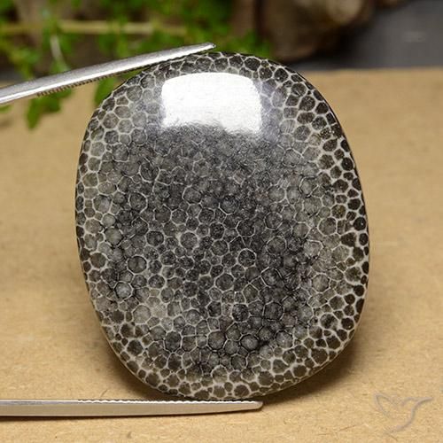 63.14ct Natürlicher Mehrfarbig Koralle, Kissen, Lichtundurchlässig