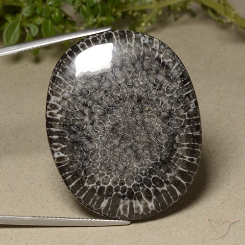 64.23ct Natürlicher Mehrfarbig Koralle, Oval, Lichtundurchlässig
