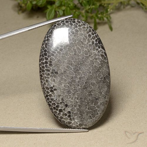 76.87ct Natürlicher Mehrfarbig Koralle, Oval, Lichtundurchlässig