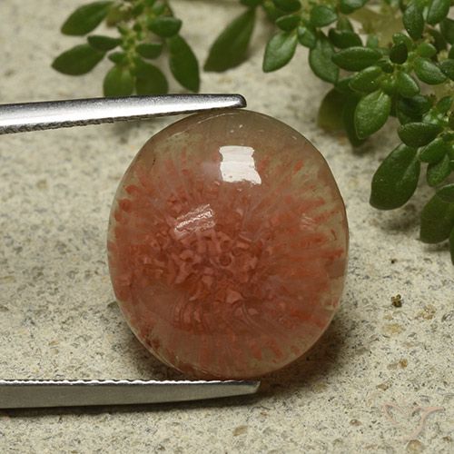 9.34ct Natürlicher Mehrfarbig Koralle, Oval, Lichtdurchlässig