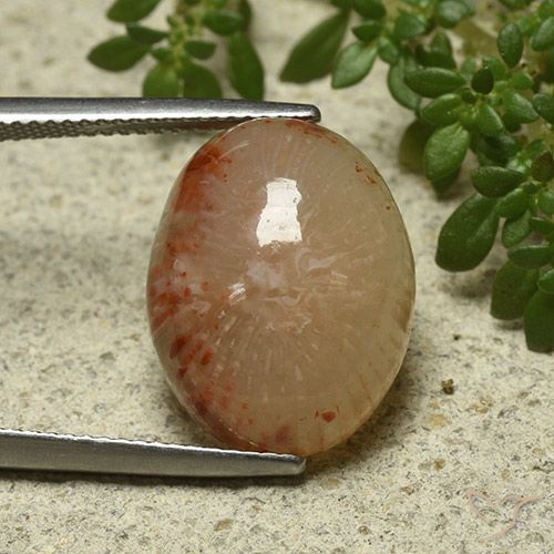 11.57ct Natürlicher Mehrfarbig Koralle, Oval, Lichtdurchlässig