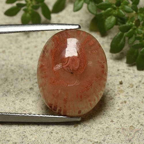 9.87ct Natürlicher Mehrfarbig Koralle, Oval, Lichtdurchlässig, Photo A