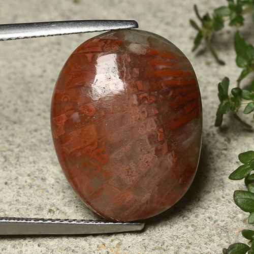 14.74ct Natürlicher Mehrfarbig Koralle, Oval, Lichtundurchlässig