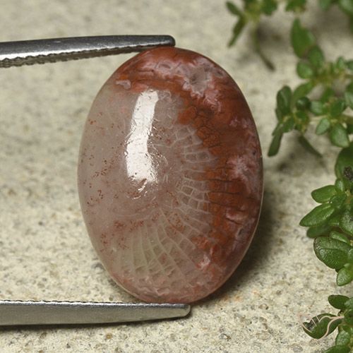 8.52ct Natürlicher Mehrfarbig Koralle, Oval, Lichtdurchlässig