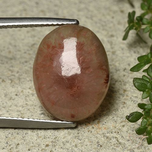 8.30ct Natürlicher Mehrfarbig Koralle, Oval, Lichtdurchlässig, Photo A