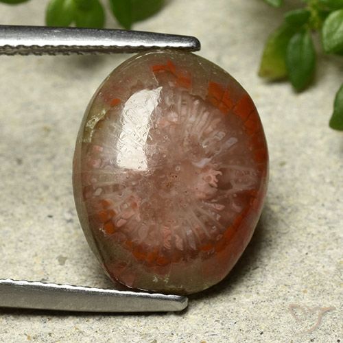 7.03ct Natürlicher Mehrfarbig Koralle, Oval, Lichtundurchlässig
