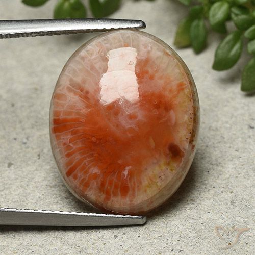 13.21ct Natürlicher Mehrfarbig Koralle, Oval, Lichtundurchlässig