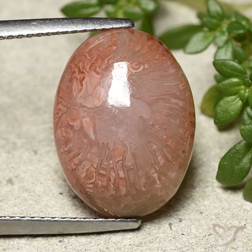 9.24ct Natürlicher Mehrfarbig Koralle, Oval, Lichtdurchlässig