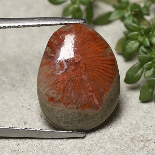 8.92ct Natürlicher Mehrfarbig Koralle, Fantasie, Lichtundurchlässig