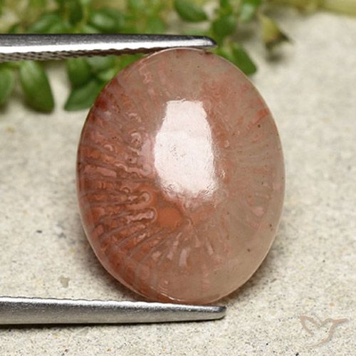 6.97ct Natürlicher Mehrfarbig Koralle, Oval, Lichtdurchlässig