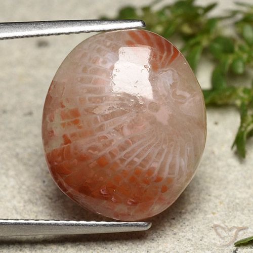 7.31ct Natürlicher Mehrfarbig Koralle, Oval, Lichtdurchlässig, Photo A