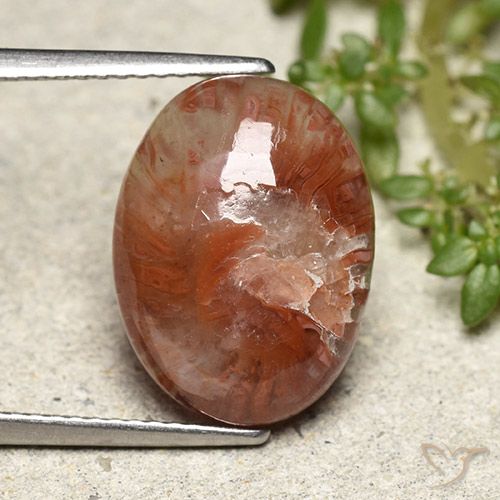 5.98ct Natürlicher Mehrfarbig Koralle, Oval, Lichtdurchlässig