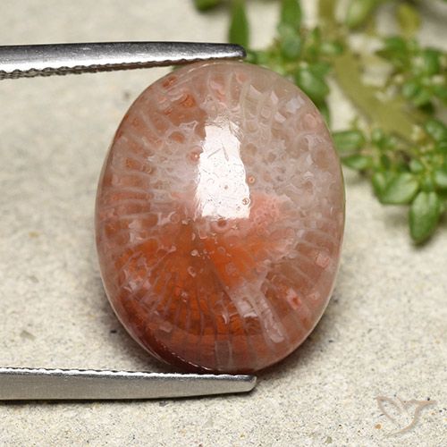 10.15ct Natürlicher Mehrfarbig Koralle, Oval, Lichtdurchlässig