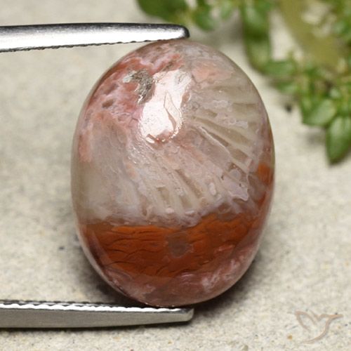 8.65ct Natürlicher Mehrfarbig Koralle, Oval, Lichtundurchlässig