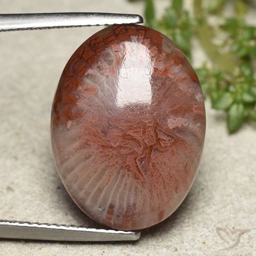 11.71ct Natürlicher Mehrfarbig Koralle, Oval, Lichtdurchlässig