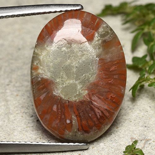 8.01ct Natürlicher Mehrfarbig Koralle, Oval, Lichtdurchlässig