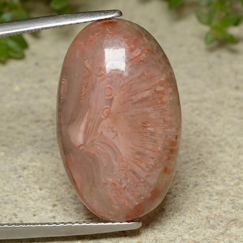 14.86ct Natürlicher Mehrfarbig Koralle, Oval, Lichtdurchlässig