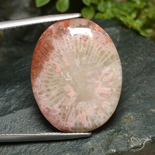 15.21ct Natürlicher Mehrfarbig Koralle, Oval, Lichtdurchlässig