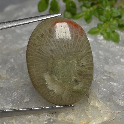 10.46ct Natürlicher Mehrfarbig Koralle, Oval, Lichtdurchlässig