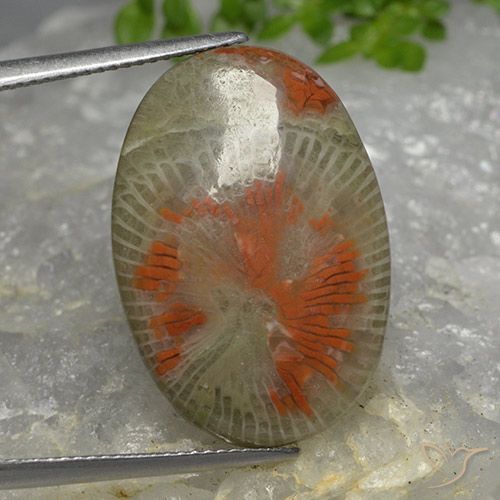 14.26ct Natürlicher Mehrfarbig Koralle, Oval, Lichtdurchlässig