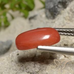 9,17 ctw natürlicher Feuerorange Koralle, Oval Schliff, Lichtundurchlässig