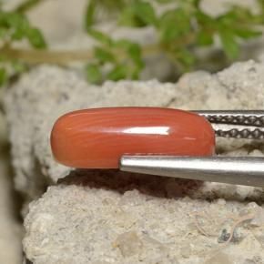 9,17 ctw natürlicher Feuerorange Koralle, Oval, Lichtundurchlässig