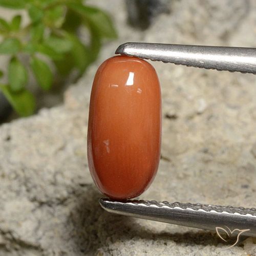 1.81ct Natürlicher Mittelorange Koralle, Oval, Lichtundurchlässig, Photo A