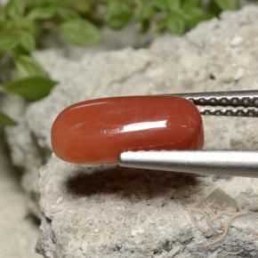 9,17 ctw natürlicher Feuerorange Koralle, Oval, Lichtundurchlässig