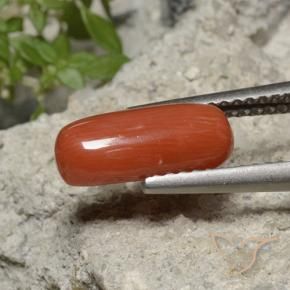 9,17 ctw natürlicher Feuerorange Koralle, Oval, Lichtundurchlässig