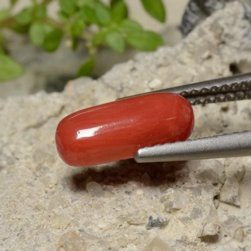 9,17 ctw natürlicher orange-rot Koralle, Oval, Lichtundurchlässig