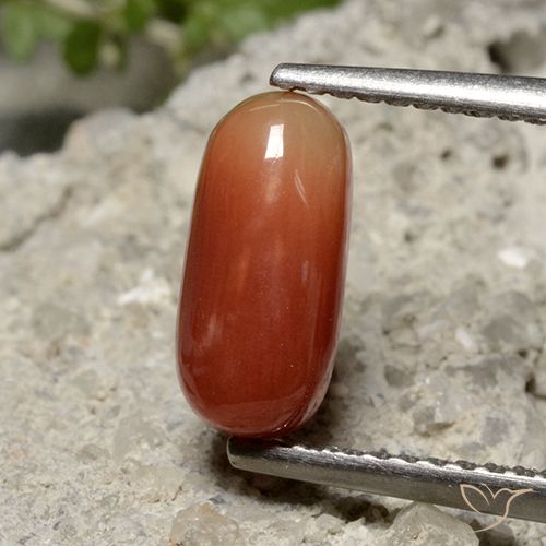 1.69ct Natürlicher Mittelrot Koralle, Oval, Lichtundurchlässig, Photo A