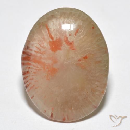 9.95ct Natürlicher Mehrfarbig Koralle, Oval, Lichtdurchlässig