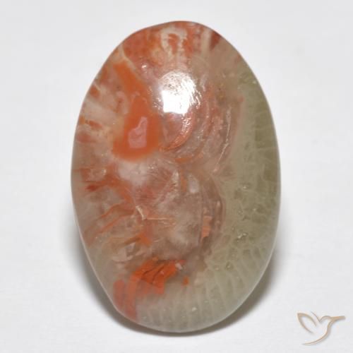 8.18ct Natürlicher Mehrfarbig Koralle, Oval, Lichtdurchlässig