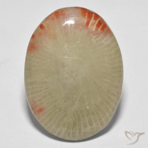 13.10ct Natürlicher Mehrfarbig Koralle, Oval, Lichtdurchlässig